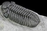 Phacops Araw Trilobite - New Phacopid Species #89326-4